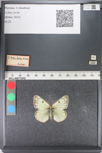 Media type: image;   Entomology 125417